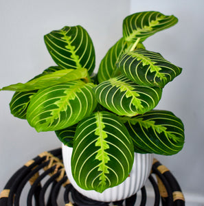 Maranta Leuconeura, Lemon Lime ‘Prayer Plant’ (Pet Friendly)