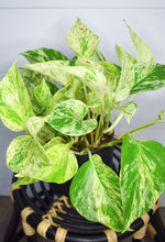 Load image into Gallery viewer, Pothos, Marble Queen

