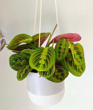 Load image into Gallery viewer, Maranta leuconeura, Red ‘Prayer Plant&#39; (Pet Friendly)
