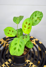 Load image into Gallery viewer, Maranta leuconeura, Green &#39;Prayer Plant&#39; (Pet Friendly)
