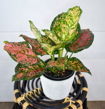 Load image into Gallery viewer, Aglaonema, ‘Red Valentine‘ Chinese Evergreen
