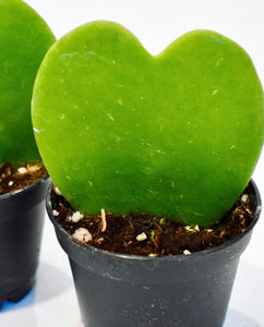 Hoya, Kerrii ‘Sweetheart’ with Ceramic Pot (Pet Friendly)