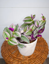 Load image into Gallery viewer, Tradescantia, Nanouk
