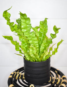 Fern, Crispy Wave (Pet Friendly)