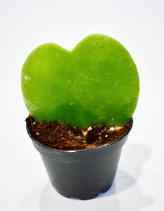 Hoya, Kerrii ‘Sweetheart’ with Ceramic Pot (Pet Friendly)