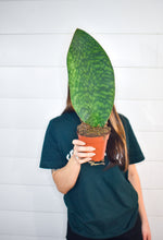 Load image into Gallery viewer, Sansevieria, Whale Fin
