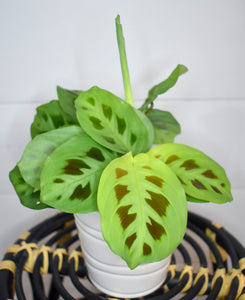 Maranta leuconeura, Green 'Prayer Plant' (Pet Friendly)