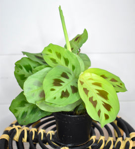 Maranta leuconeura, Green 'Prayer Plant' (Pet Friendly)