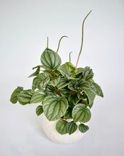 Load image into Gallery viewer, Peperomia, Frost (Pet Friendly)
