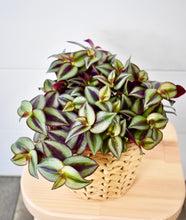 Load image into Gallery viewer, Tradescantia, Zebrina
