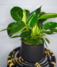 Load image into Gallery viewer, Philodendron, Birkin
