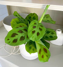 Load image into Gallery viewer, Maranta leuconeura, Green &#39;Prayer Plant&#39; (Pet Friendly)
