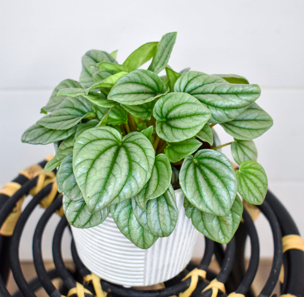 Peperomia, Frost (Pet Friendly)