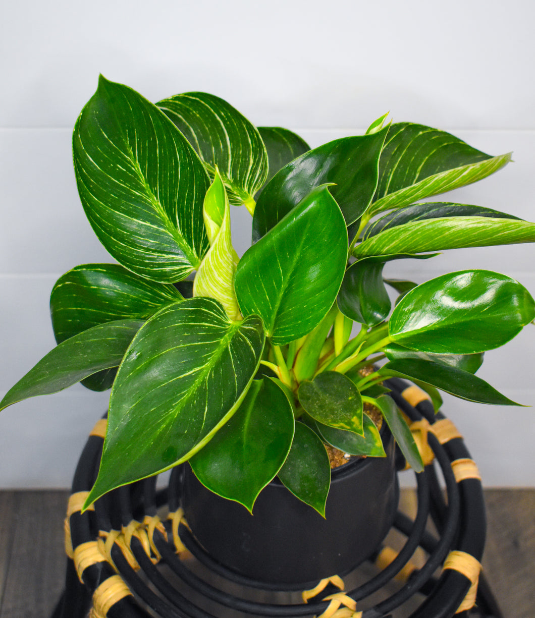 Philodendron, Birkin