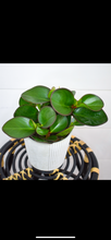 Load image into Gallery viewer, Peperomia, Obtusifolia ‘Red Edge’ (Pet Friendly)
