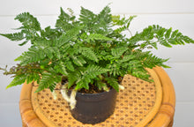Load image into Gallery viewer, Fern, Rabbit Foot (Pet Friendly)
