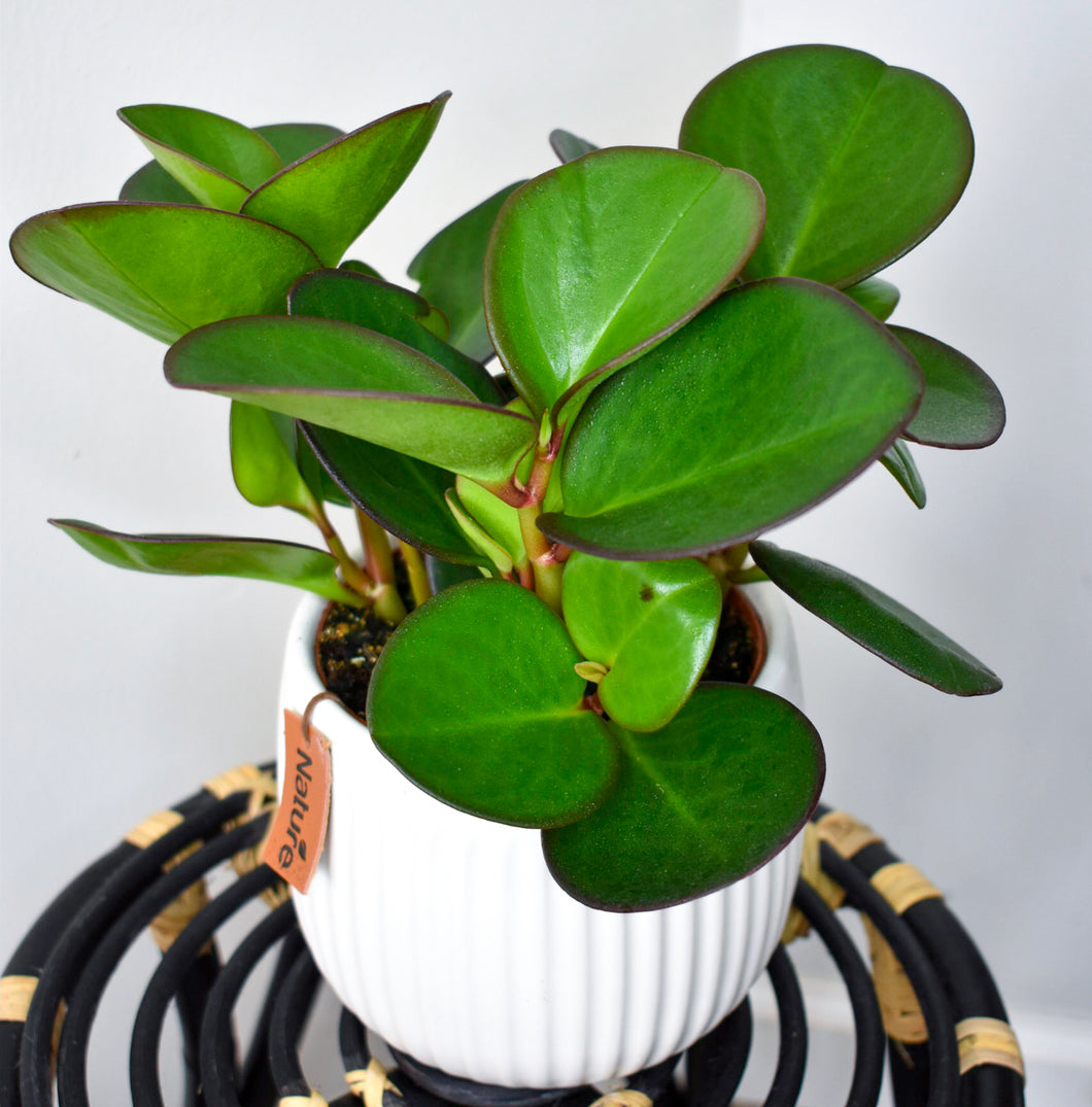Peperomia, Obtusifolia ‘Red Edge’ (Pet Friendly)