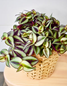Tradescantia, Zebrina